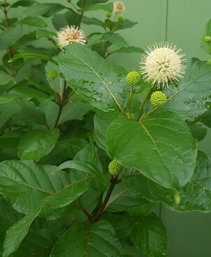 Cephalanthus occidentalis 21cm