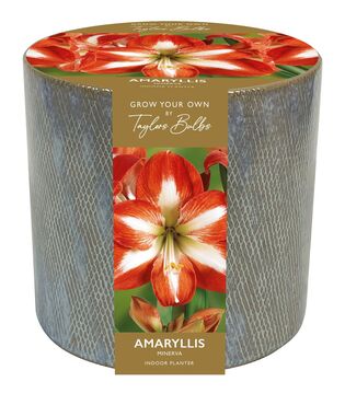 Ceramic Amaryllis Minerva Planter