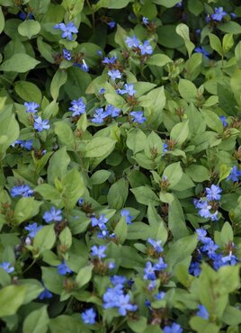Ceratostigma Forest Blue 2.5 Litre - image 2