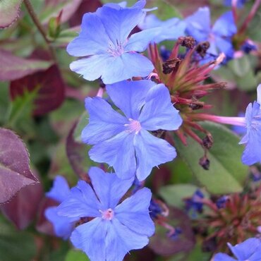 Ceratostigma Plumbaginoides 3 Litre