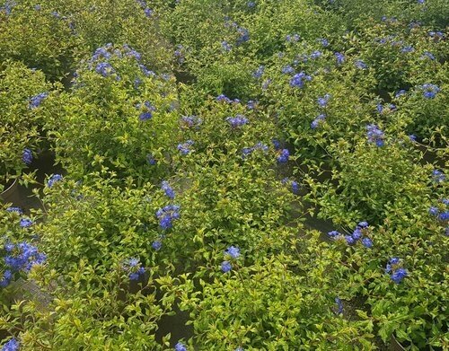 Ceratostigma Sapphire Ring 2.5 Litre - image 1