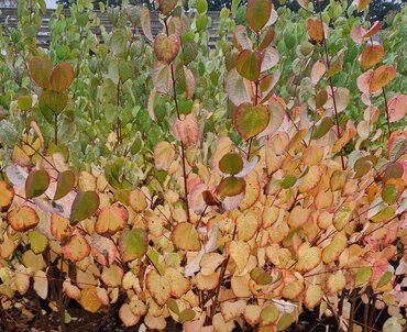 Cercidiphyllum japonicum 12 Litre