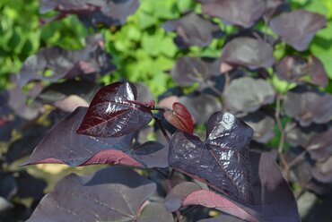 Cercis Ace of Spades 12 Litre
