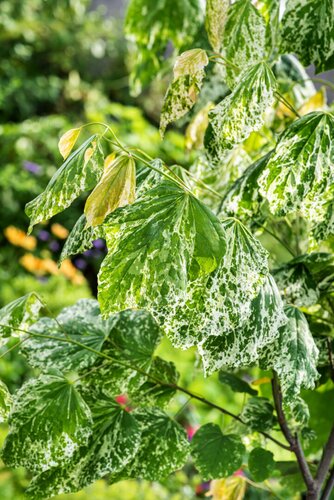Cercis canadensis Alley Cat 33cm
