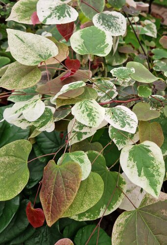 Cercis canadensis Carolina Sweetheart 6 Litre - image 1
