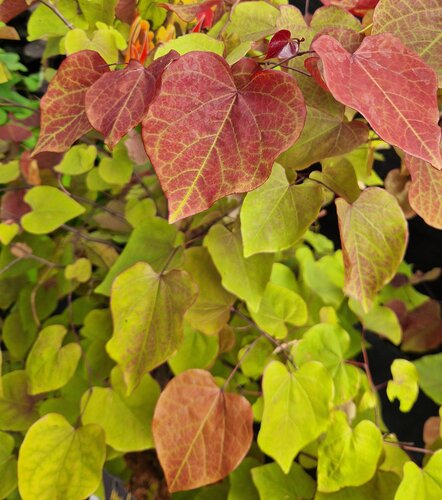 Cercis canadensis Eternal Flame 35cm