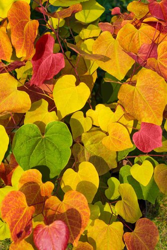 Cercis Canadensis Eternal Flame 6 Litre