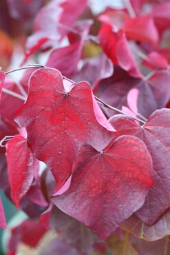 Cercis canadensis Forest Pansy 16.5 Litre