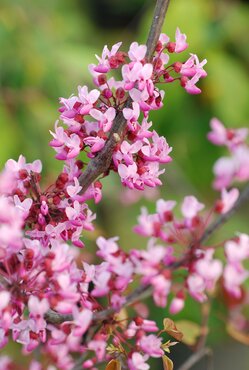 Cercis canadensis Forest Pansy 16.5 Litre - image 1