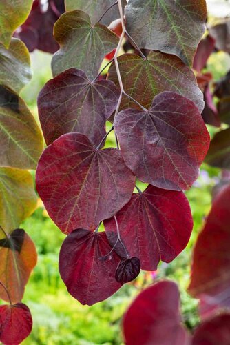 Cercis canadensis Forest Pansy 35cm