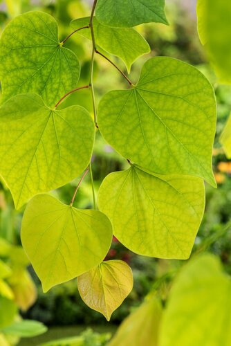 Cercis canadensis Golden Falls 35cm