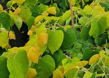 Cercis canadensis Hearts of Gold 35cm