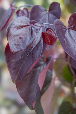 Cercis canadensis Merlot 35cm