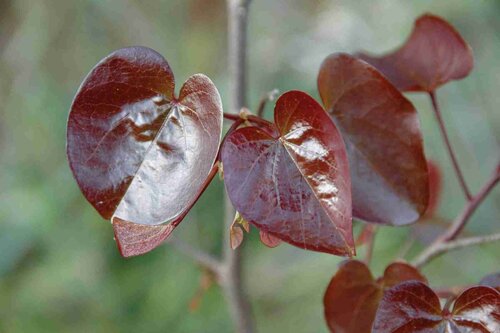 Cercis canadensis Merlot 6 Litre - image 1