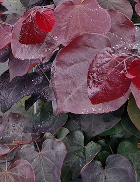 Cercis canadensis Ruby Falls 35cm