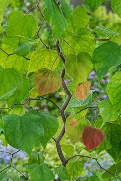 Cercis canadensis Zig Zag 35cm
