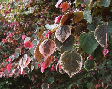 Cercis Carolina Sweetheart 12 Litre - image 2