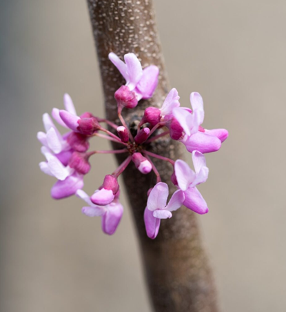 Cercis Cascading Hearts 12 Litre - image 1