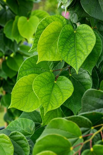 Cercis chinensis Avondale 35cm