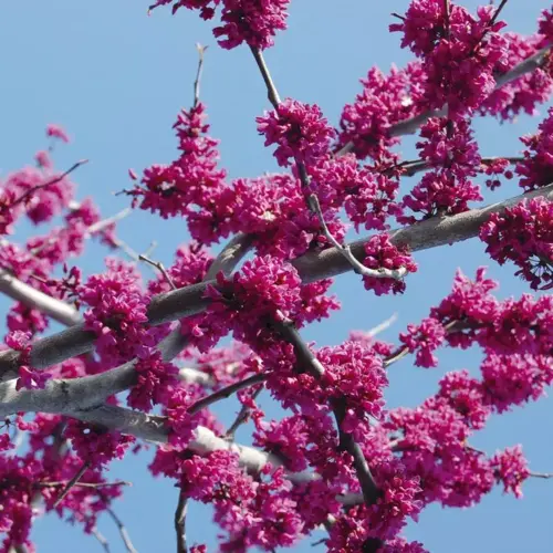 Cercis chinensis Avondale 6 litre