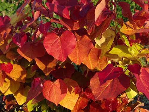 Cercis Eternal Flame 12 Litre - image 1