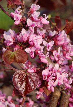 Cercis Forest Pansy 12 Litre - image 1
