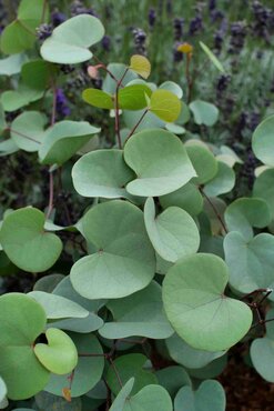 Cercis griffithii Blue Lagoon 6 Litre