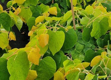 Cercis Hearts of Gold 12 Litre