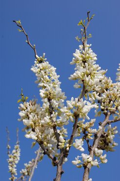 Cercis Shirobana 12 Litre