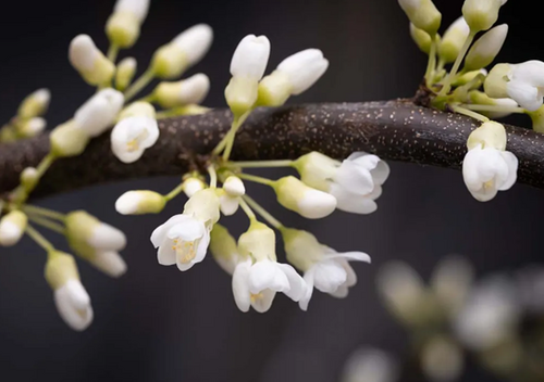 Cercis Vanilla Twist 12 Litre - image 1