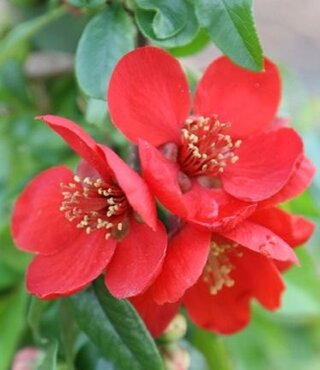 Chaenomeles Crimson And Gold 3 Litre