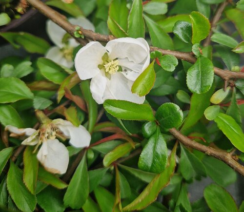 Chaenomeles 'Jet Trail' 3 Litre