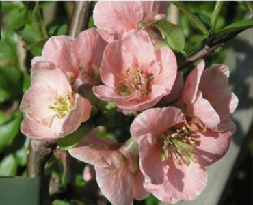 Chaenomeles Madame Butterfly 3 Litre