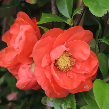 Chaenomeles Mango Storm 3 Litre