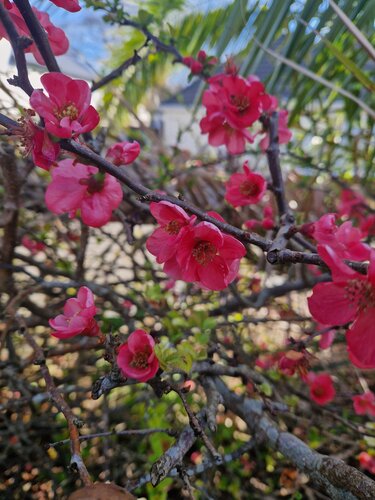 Chaenomeles 'Pink Lady' 3 Litre