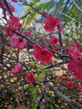 Chaenomeles 'Pink Lady' 3 Litre