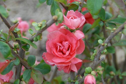 Chaenomeles Pink Storm 3 Litre