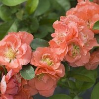 Chaenomeles (Quince)