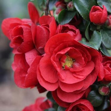 Chaenomeles Scarlet Storm 3 Litre