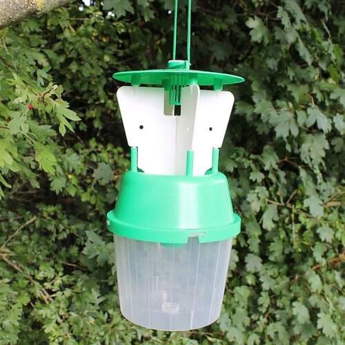 Chafer Beetle Trap - image 2