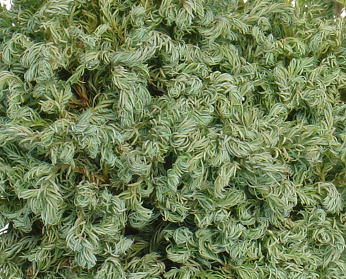 Chamaecyparis Curley Tops 1 litre