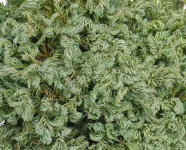 Chamaecyparis Curley Tops 1 litre