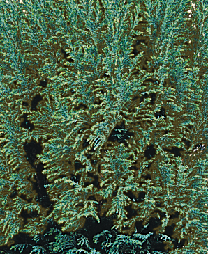 Chamaecyparis Ellwoodii 2 Litre
