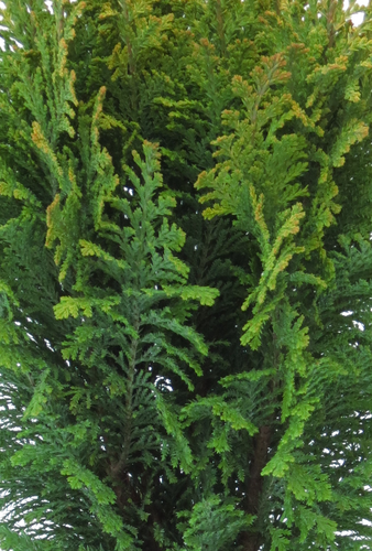 Chamaecyparis Ellwoods Empire 1 Litre