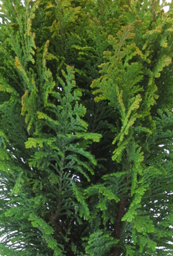 Chamaecyparis Ellwoods Empire 1 Litre