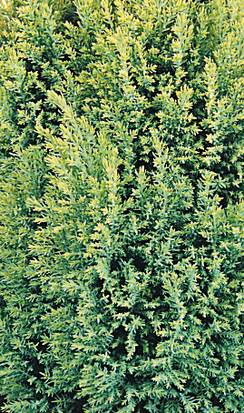 Chamaecyparis Ellwoods Gold 1 Litre