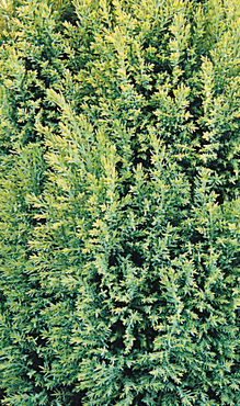Chamaecyparis Ellwoods Gold 1 Litre