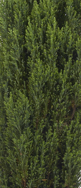 Chamaecyparis Ellwoods Pillar 2.3 litre