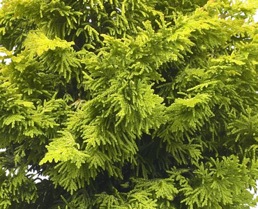 Chamaecyparis Fernspray Gold 1 Litre