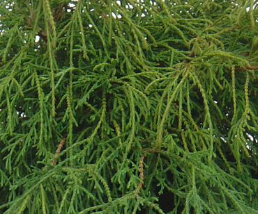 Chamaecyparis Filifera Nana 1 Litre